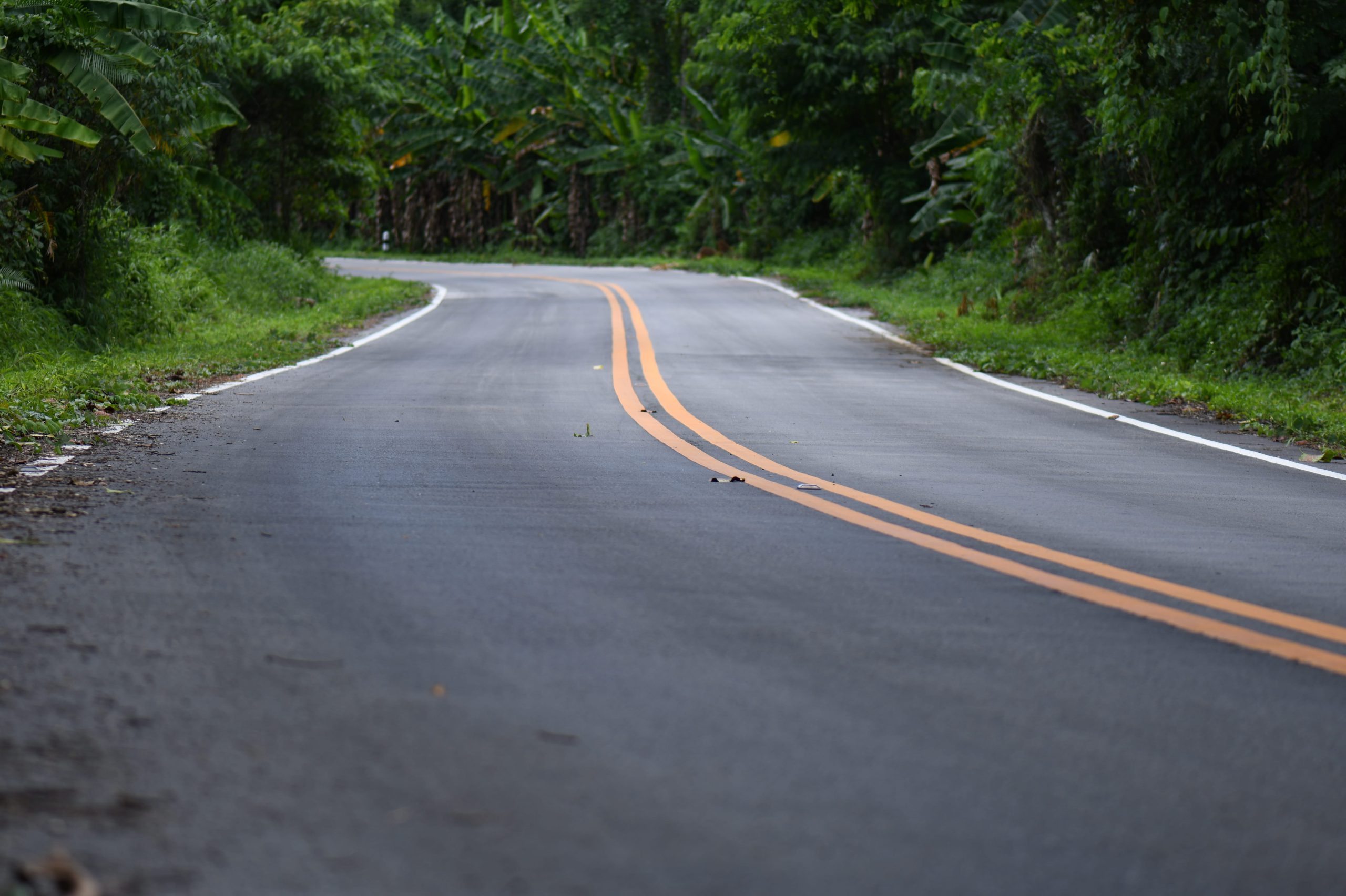 A winding road with two orange lines, surrounded by greenery.